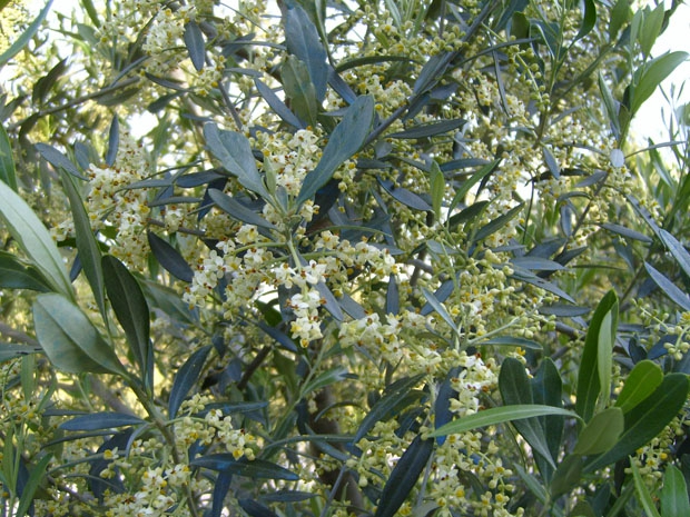 fioritura olivo