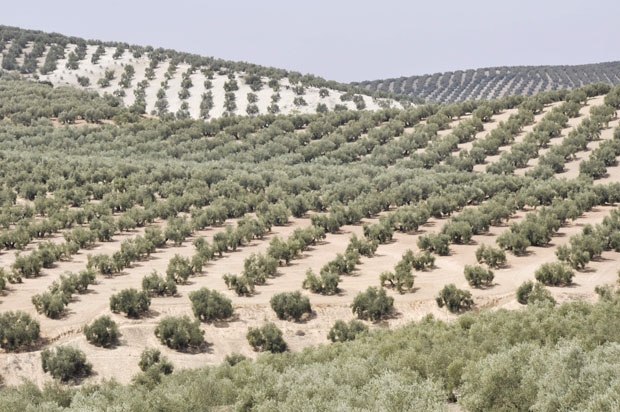 investimenti in olivicoltura