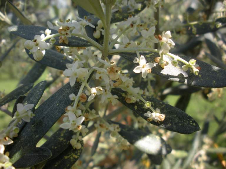 fioritura olivo