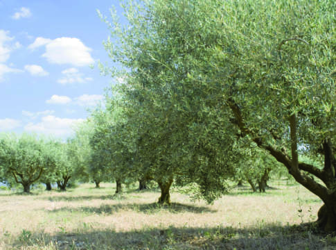 sostenibilità oliveto