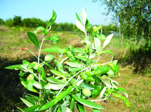 cecidomia fogliare olivo