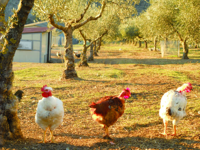 polli in oliveto