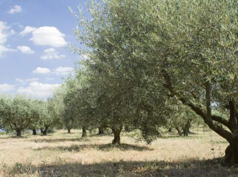 piano olivicolo e nuovi impianti olivicoltura italiana