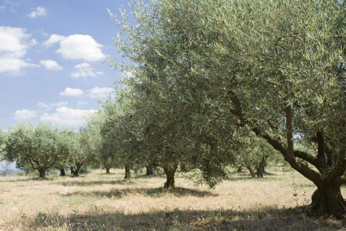 piano olivicolo e nuovi impianti olivicoltura italiana