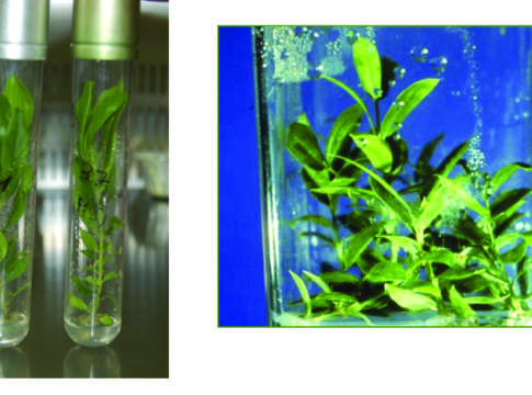 olivo in vitro