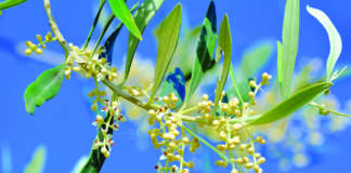 curare fioritura olivo