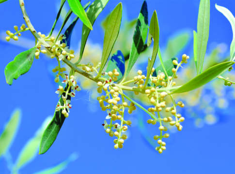 curare fioritura olivo