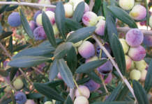 piante per olivicoltura intensiva