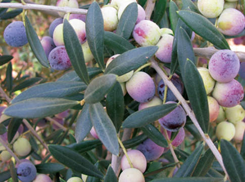 piante per olivicoltura intensiva