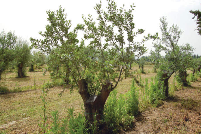 rogna dell'olivo