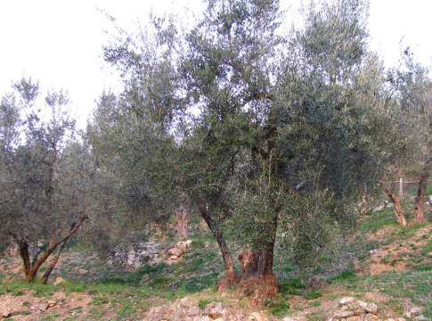 xylella fastidiosa in oliveto