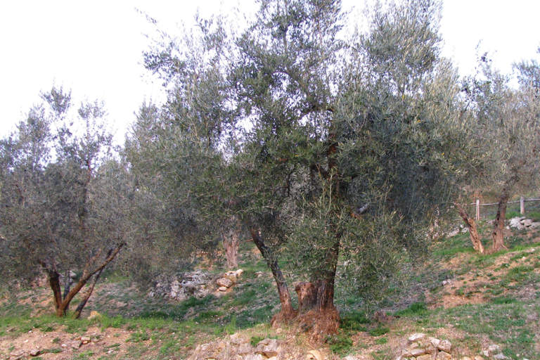 xylella fastidiosa in oliveto