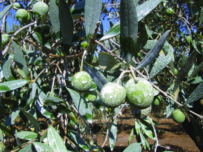 olivicoltura biologica da mensa