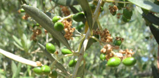 cascola dei frutti dell'olivo