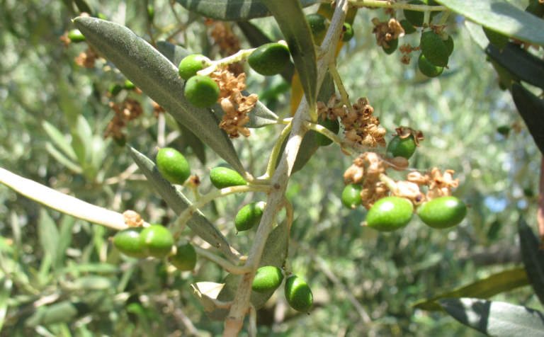 cascola dei frutti dell'olivo