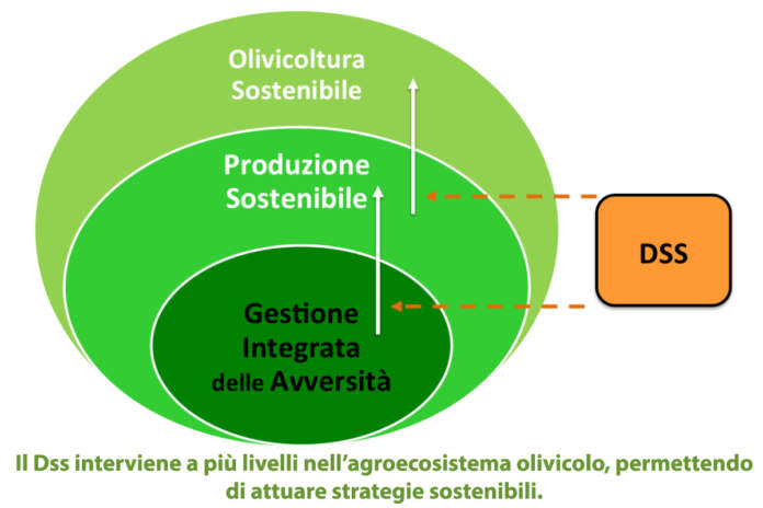 gestione dell’oliveto