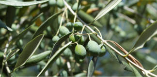 mosca dell'olivo