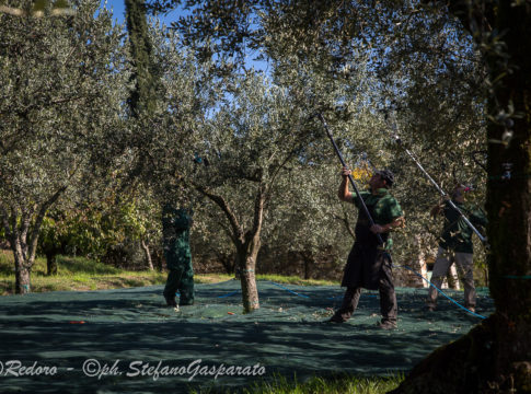 prime olive 2017 redoro olivo e olio