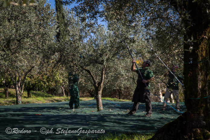 prime olive 2017 redoro olivo e olio