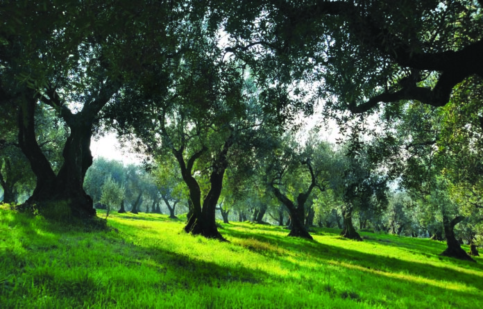patrimonio olivicolo varietà cultivar
