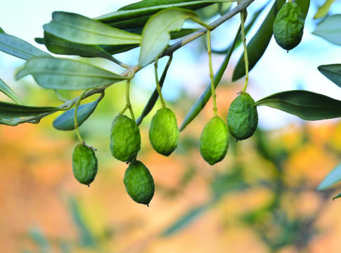 produzione olive con stress idrico