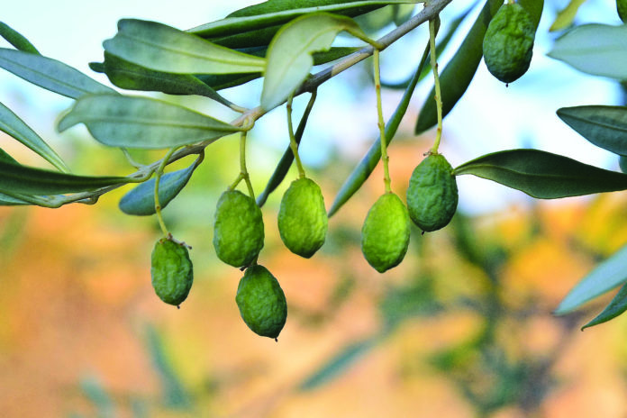 produzione olive con stress idrico