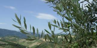 alternanza di produzione olivo