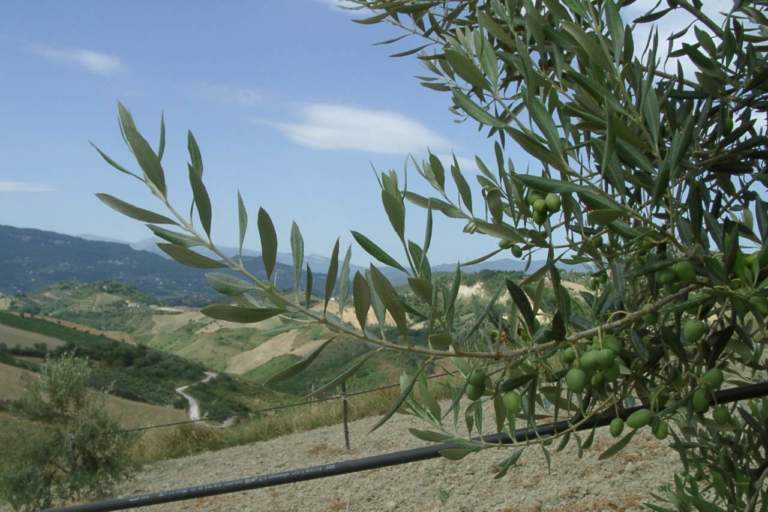 alternanza di produzione olivo