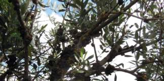 oliveti superintensivi