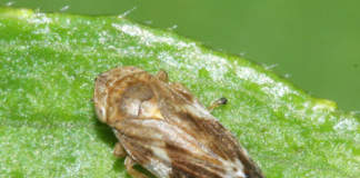 fitofago della xylella fastidiosa