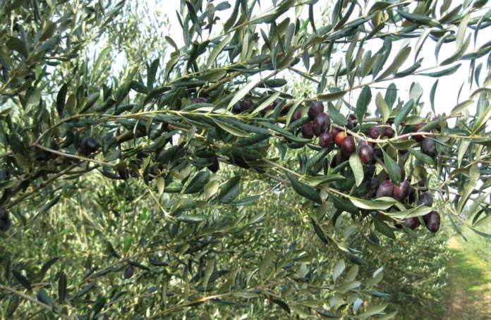 cultivar nociara di olivo superintensivo