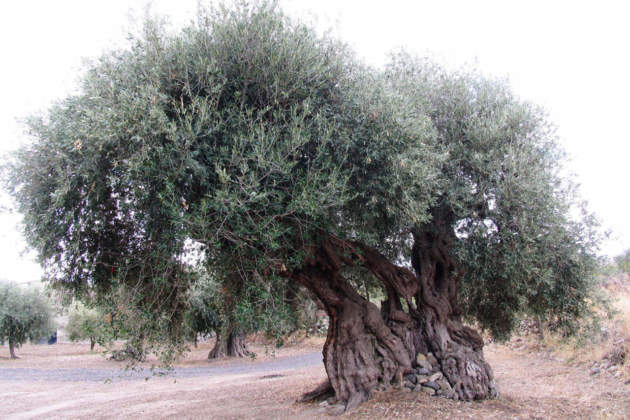 olivi monumentali secolai