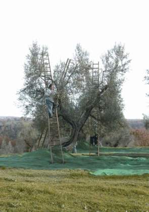 olivi monumentali secolai