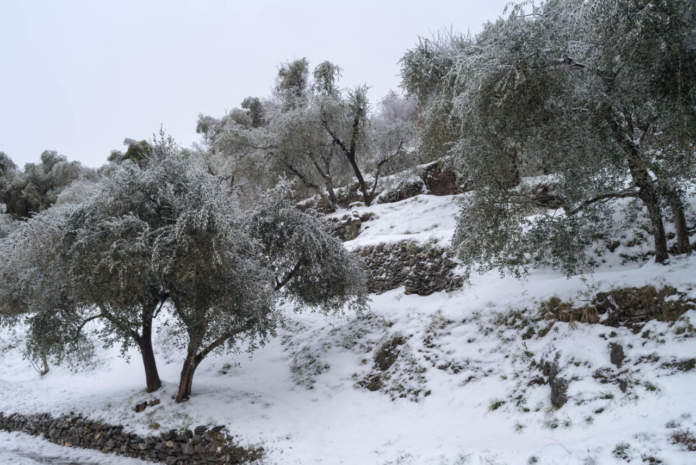 danni da gelo in oliveto