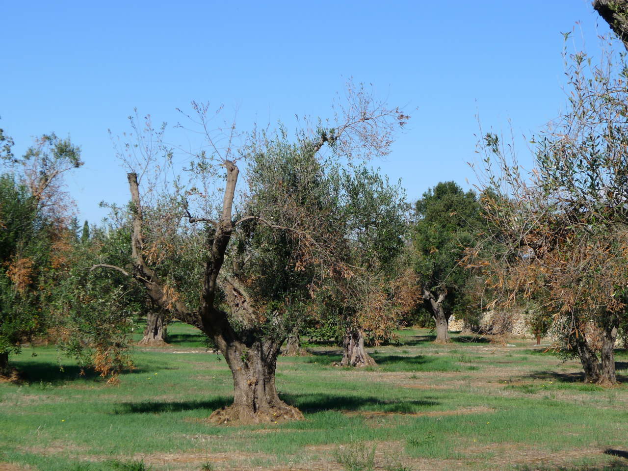 oliveto per olio biologico