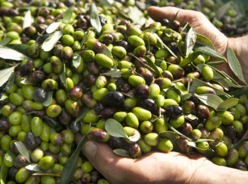 aifo olive