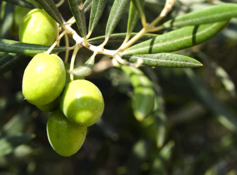 fattore luce su oliveto