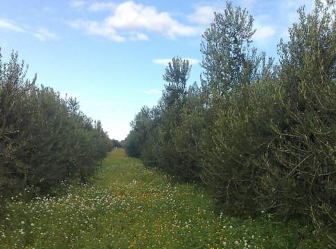 colture di copertura per oliveto