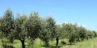 mercato olivicolo