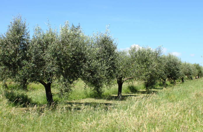 mercato olivicolo