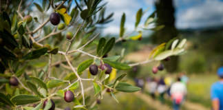 olivi