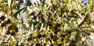 stress idrico in olivicoltura irrigua