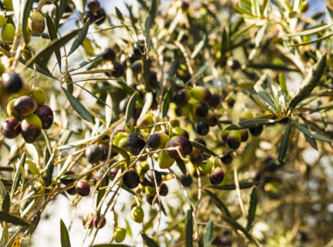 stress idrico in olivicoltura irrigua