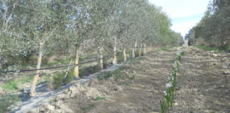 olivicoltura promiscua in oliveto superintensivo
