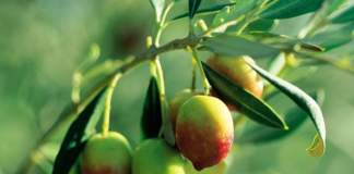 piantone di mogliano varietà di olivo