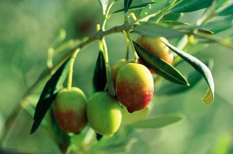 piantone di mogliano varietà di olivo