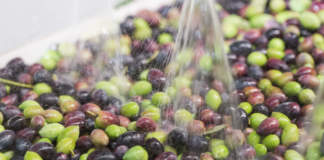 lavaggio delle olive