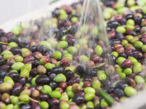 lavaggio delle olive