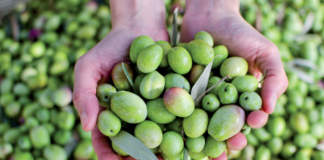 olivicoltura italiana