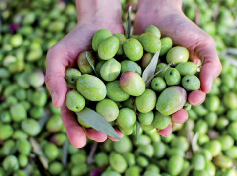 olivicoltura italiana